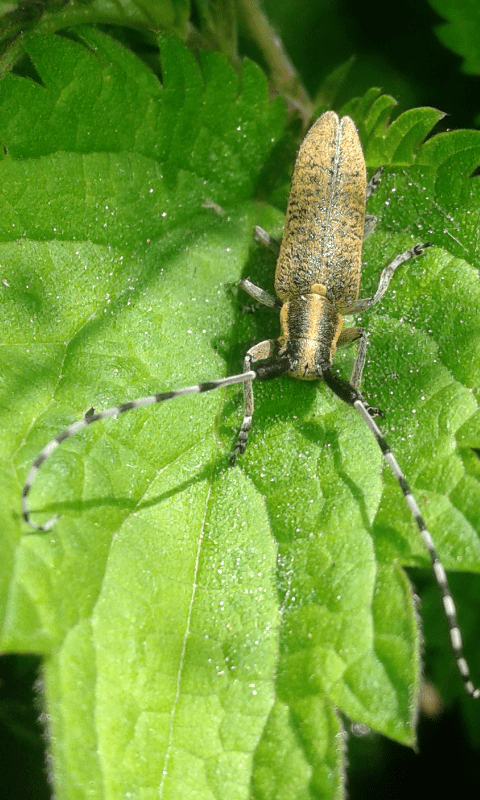 Agapanthia villosoviridescens (Cerambycidae)? S.